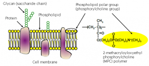 MPC polymer: a new biomaterial mimicking the cell membrane