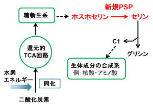 240406農-ja_full セリンを作る新しいルート