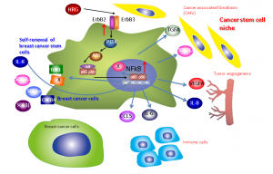医科研_20120499_en_full HRG-ErbB-PI3 kinase-NFκB axis may regulate self-renewing breast cancer stem cells and induce production of extracellular proteins for generating cancer stem cell niche. © Noriko Gotoh.