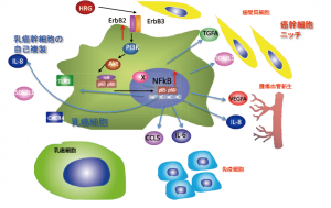 医科研_20120499_ja_full HRG‐ErbB‐PI3 kinase‐NFkBパスウエイは、乳癌幹細胞の自己複製能を制御するとともに、様々な細胞外分泌蛋白質を産生し、癌幹細胞ニッチ(微小環境)を熟成させる。© Noriko Gotoh