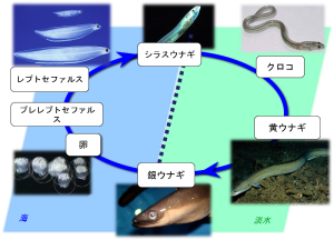 海と川にまたがるニホンウナギの生活史 海と川にまたがるニホンウナギの生活史