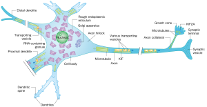 Motor proteins transporting a range of cargos in a neuron. Motor proteins transporting a range of cargos in a neuron.
