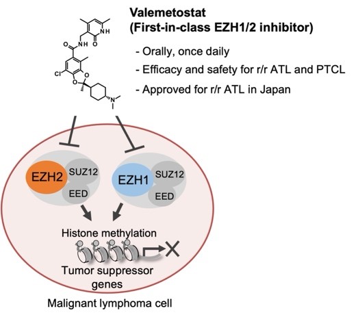 Illustration of valemetostat mechanism