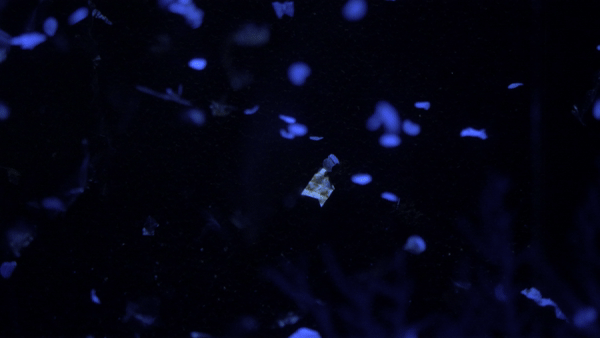 Gif of microplastics illuminated blue floating against a black background.
