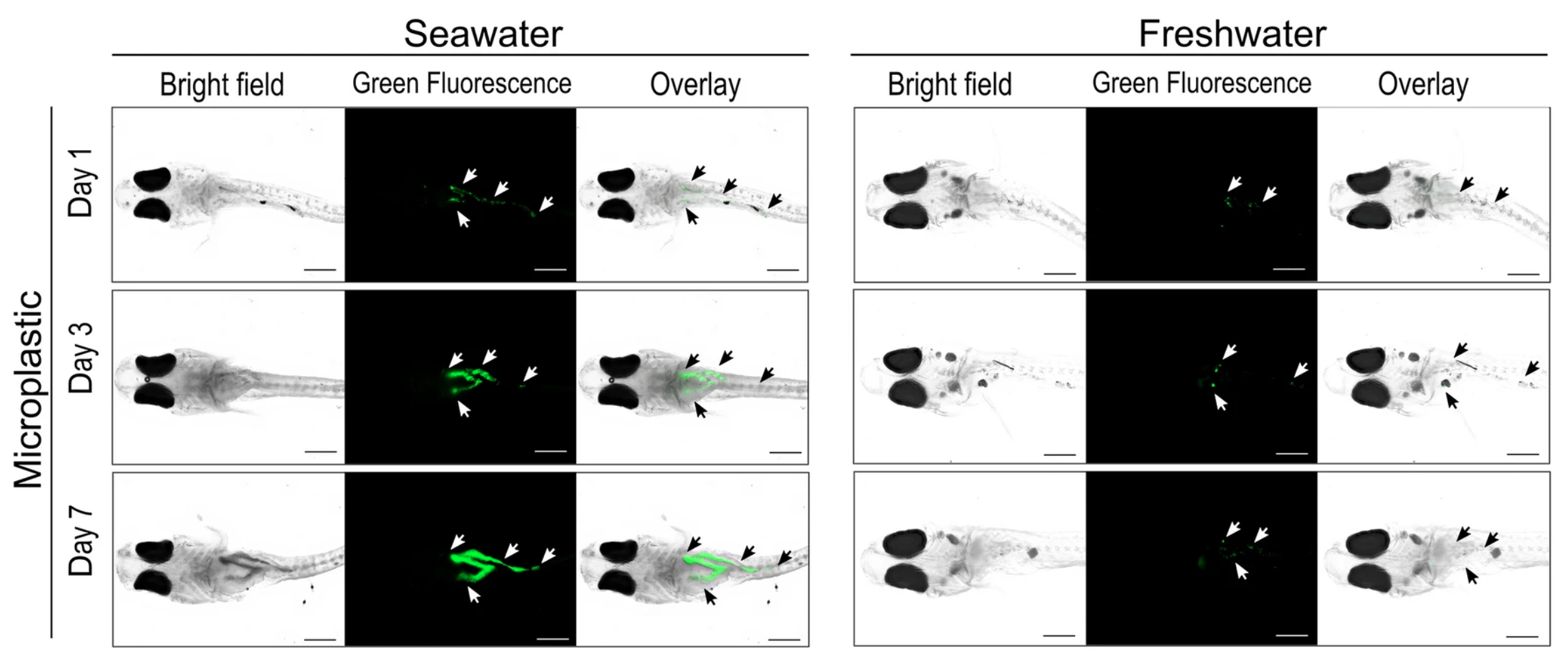 Figure from paper showing x-ray like images of fluorescent microplastics in fresh water fish and sea water fish.