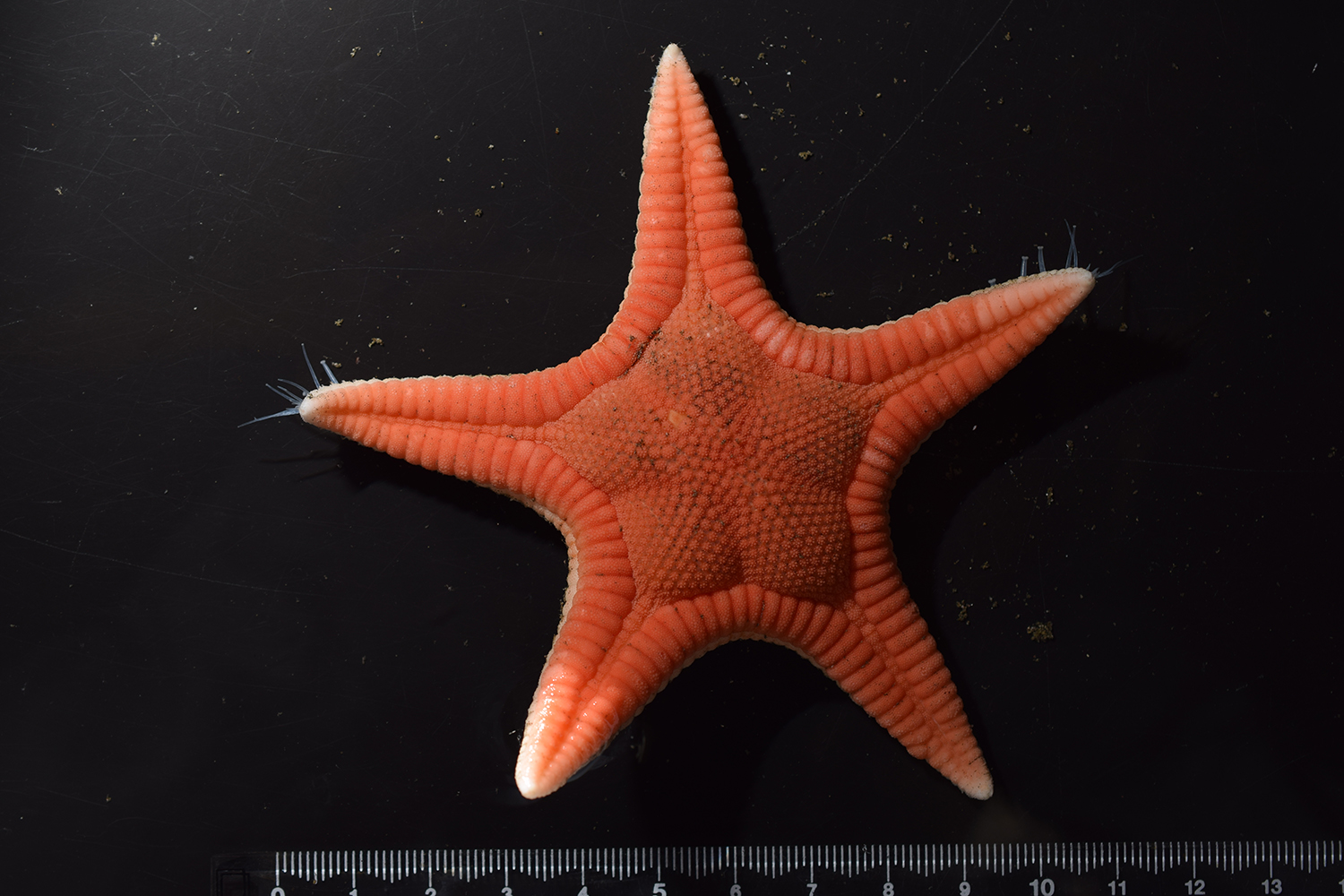 Clear photograph of the new starfish against a black background.