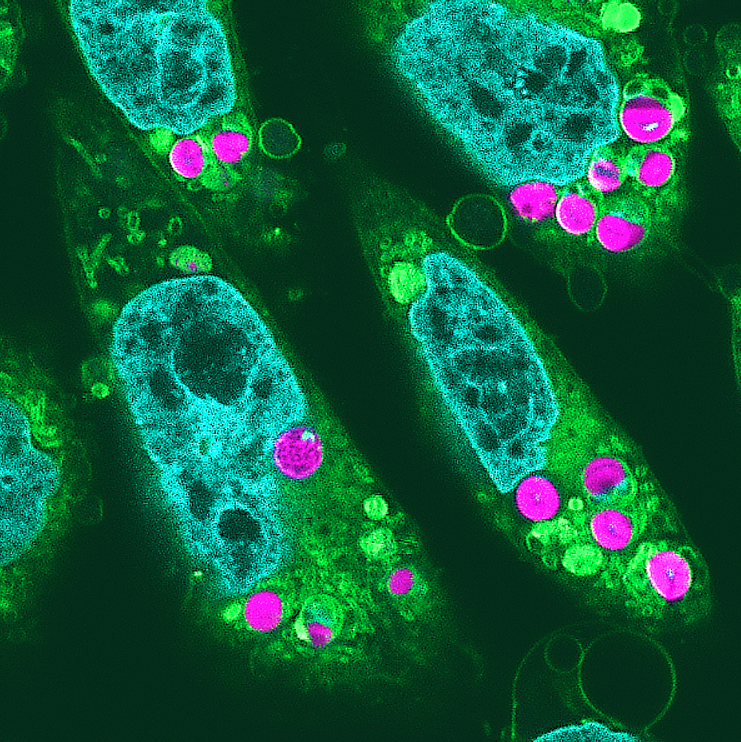 Brightly colored fluorescence image of chloroplasts in hamster cells.