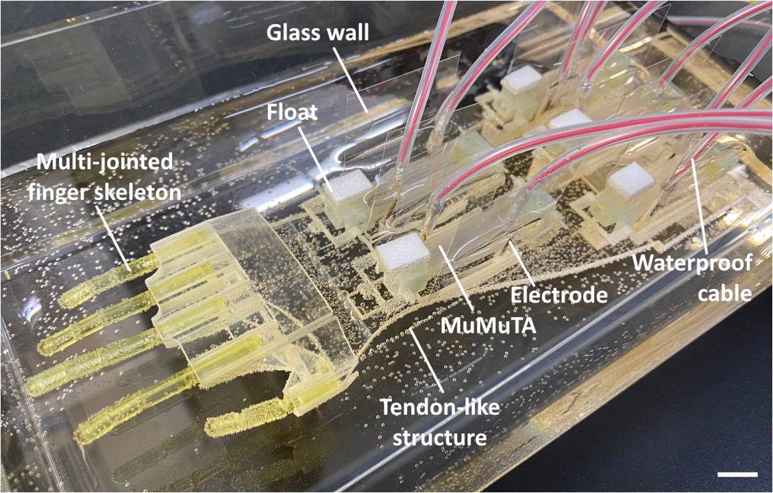 An annotated photo of the biohybrid robot hand.