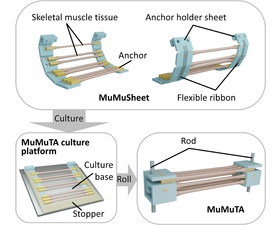 Illustrations of the formation of the MuMuTAs.