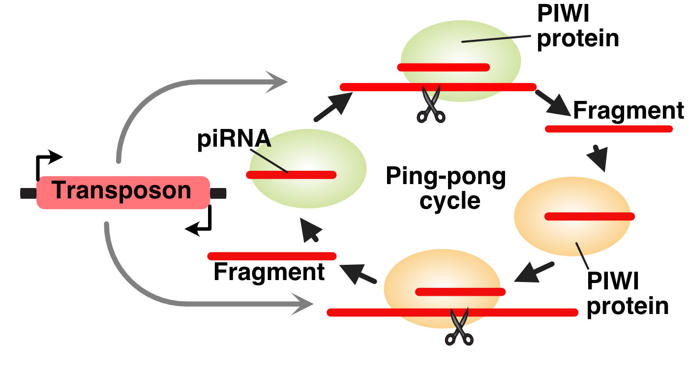 A flow chart of colored shapes representing proteins