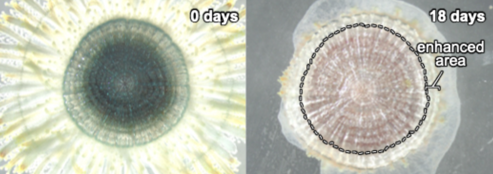 Two images of the same blue button showing float growth over 18 days.