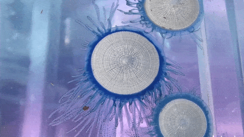 Gif of living and moving blue button colony.