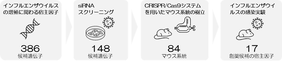 CRISPR KO マウスライブラリによる生体内スクリーニング
