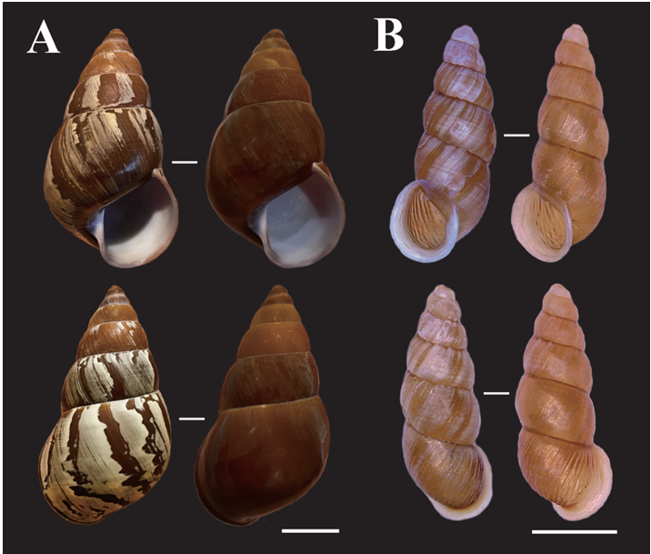 Photos comparing this two snail shells when wet and when dry.
