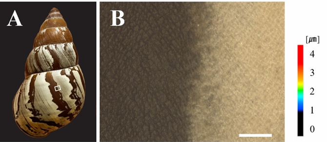 Microscopy image showing a close-up view of the boundary between different patterns on a snail shell.