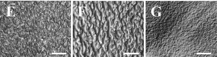 lThree images showing the change to surface texture as the shell becomes saturated with water.